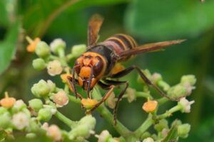 花の蜜に集まるスズメバチ