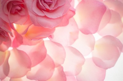 花びらの画像