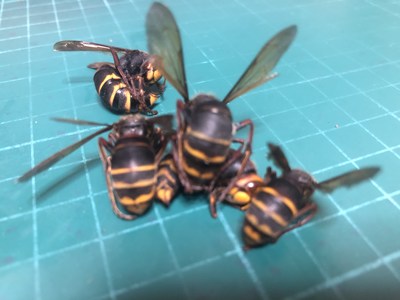黒い帯状のラインが波打っている画像