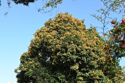 キヅタの画像2