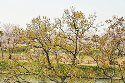 クヌギの画像1