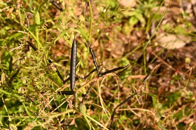 カラスノエンドウの画像3
