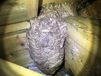 黄色スズメバチの巣1