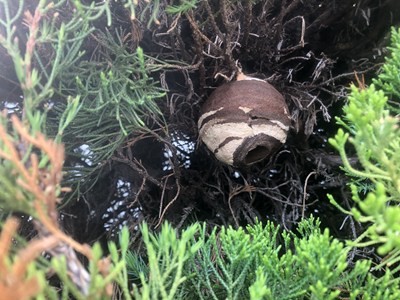スズメバチの巣1