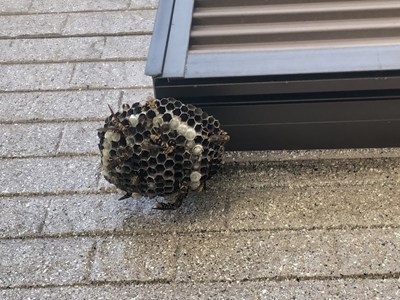 駆除直後のアシナガバチの巣の画像