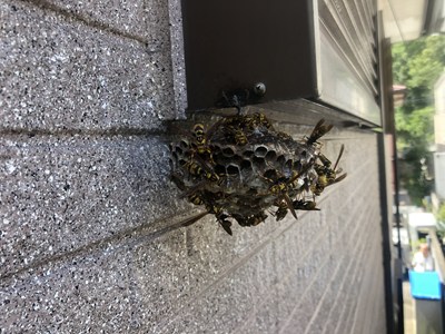 巣に群がり活発に動くアシナガバチの画像