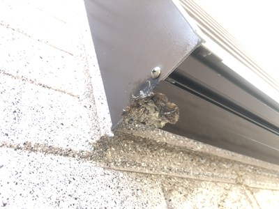 アシナガバチの巣跡の画像